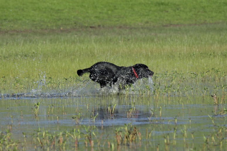 lagunita